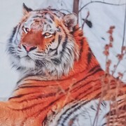 Иванов  Анатолий 