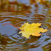Мессинёва Дарья