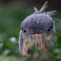 Россиянин Дорогой