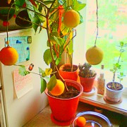 Купрюхин Прохор