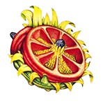 DENVER ~ ДЕНВЕР