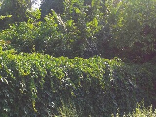 Кин-Конг идет