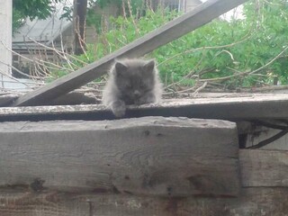 Задумчивый Малыш