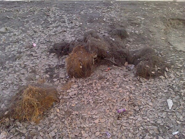 Чудовище из сказки Аленький Цветочек