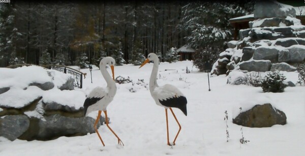 Фото № 26 автор Рамиль Ахметьянов. Голосование: Владимир Шпень; Я голосую за фото #2, #6. #13. #26. Лотта Неизвестная;  1. 23 домик 2. 29 собор 3. 26 цапли 4. 28 море А. Осидак; Я выбираю вот эти фотографии: Фото ?? 19, 23, 26, 32