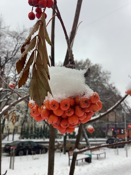 Фото № 13 автор  Лотта Неизвестная. Первое место. Проголосовало девять человек; Алексей Цветков, Владимир Шпень, Игорь Мажаровский, Клавдия Сапожникова, Кристина Иванова, Ксении Блюм, Наталья Ищенко, Панкова Надежда, Рамиль Ахметьянов.