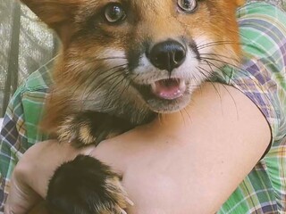 сложно поверить, но я воспитываю лису, или она меня)))