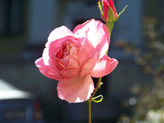 Роза в контровом свете.