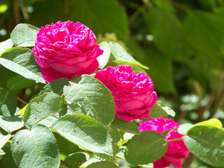 Малиновые розы