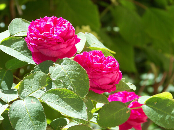 Малиновые розы