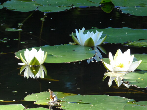 Лилии цветут