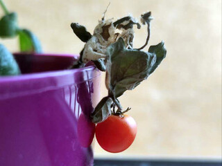 Фото №9 (19 б.)