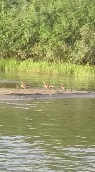 Фото №5 (7 б.)