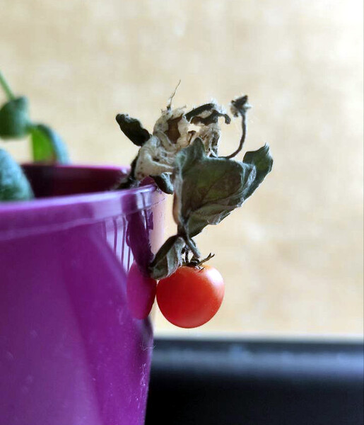 Фото №9 (19 б.)