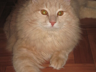 Какие мультики показывают!