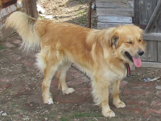 Я, конечно, рыжий, но не тот, о котором вы подумали!