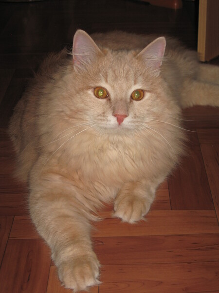 Какие мультики показывают!