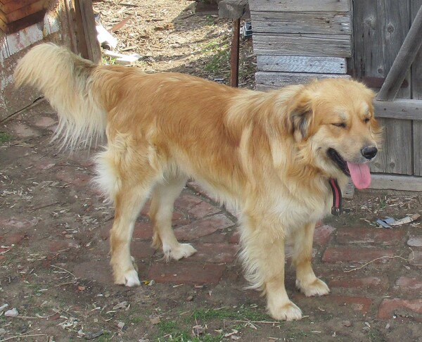 Я, конечно, рыжий, но не тот, о котором вы подумали!