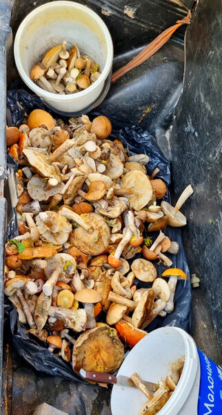 Море грибов😁😁😁